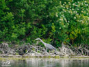 Grey Heron - Czapla Siwa